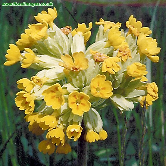 Primula veris