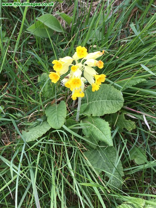 Primula veris