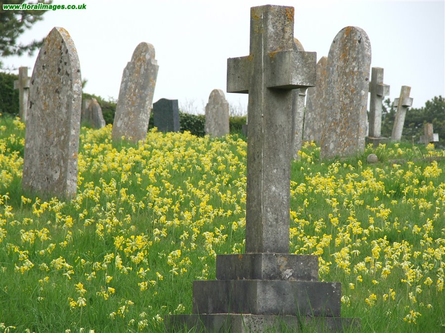 Primula veris