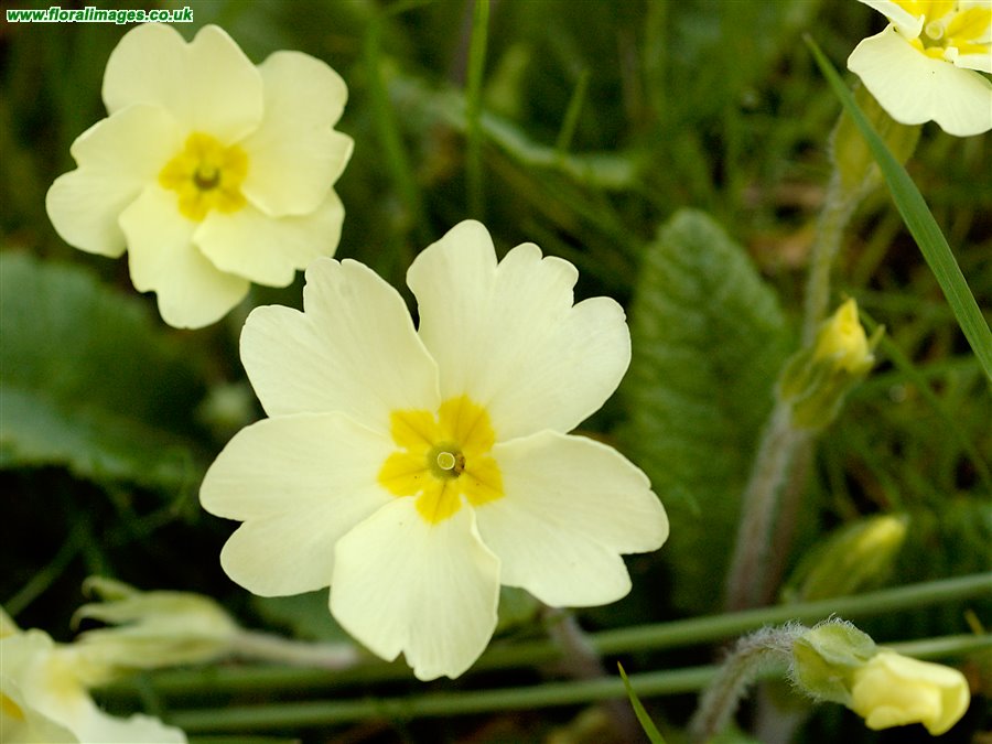 Primula vulgaris