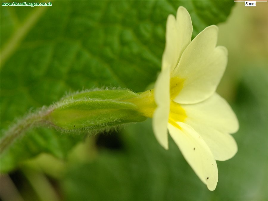 Primula vulgaris