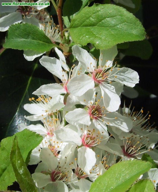 Prunus cerasifera