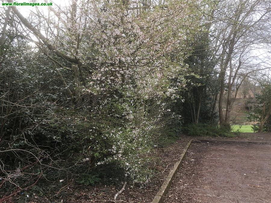 Prunus cerasifera