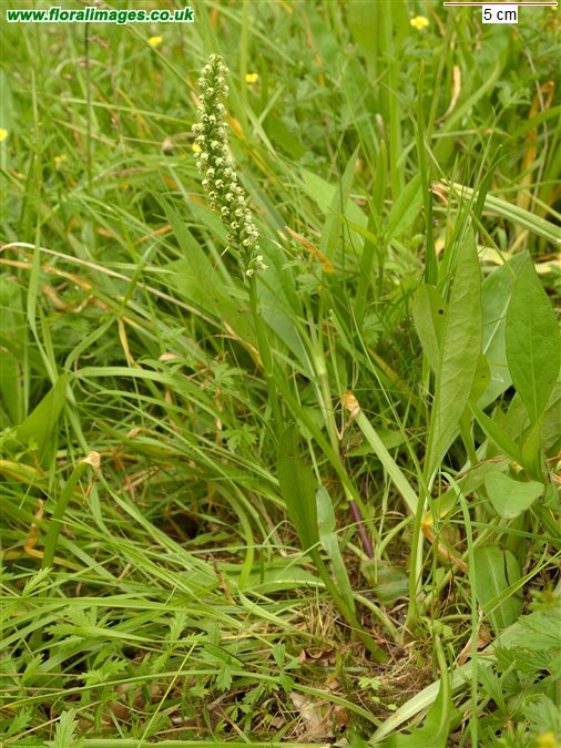 Pseudorchis albida