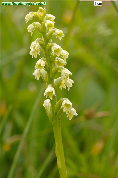 Pseudorchis albida