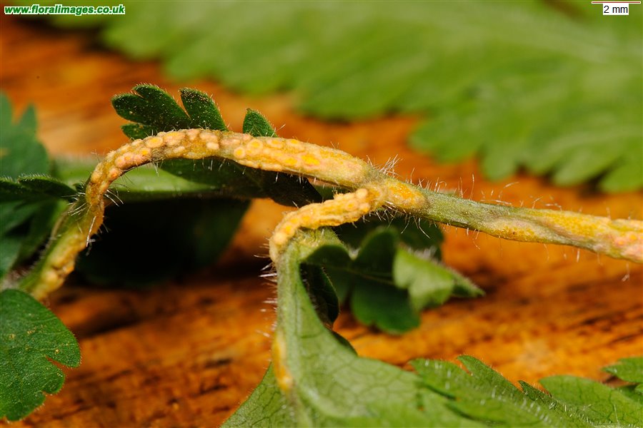 Puccinia chaerophyllae