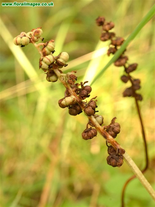Pyrola minor