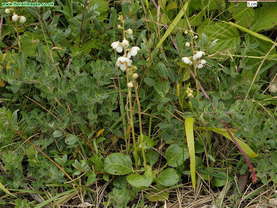 Pyrola rotundifolia