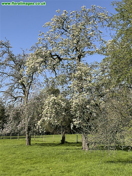 Pyrus communis