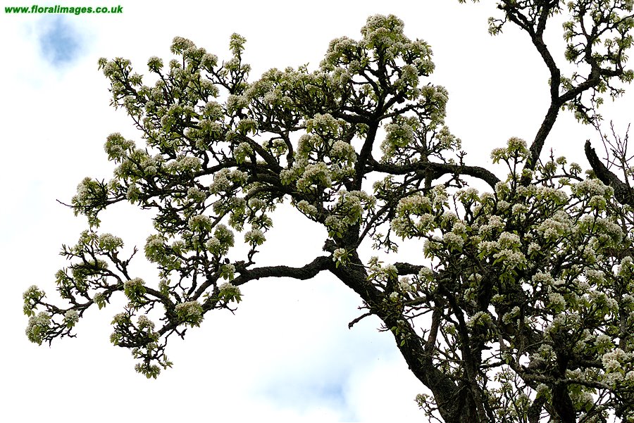 Pyrus communis