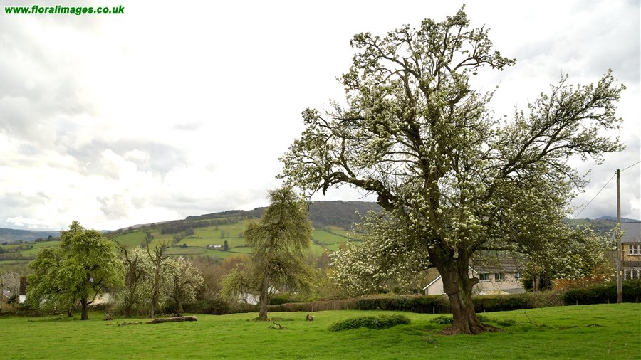 Pyrus communis