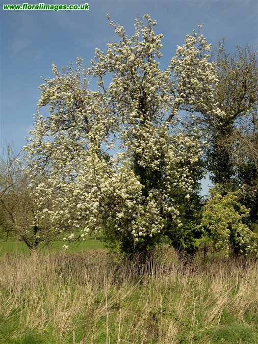 Pyrus pyraster