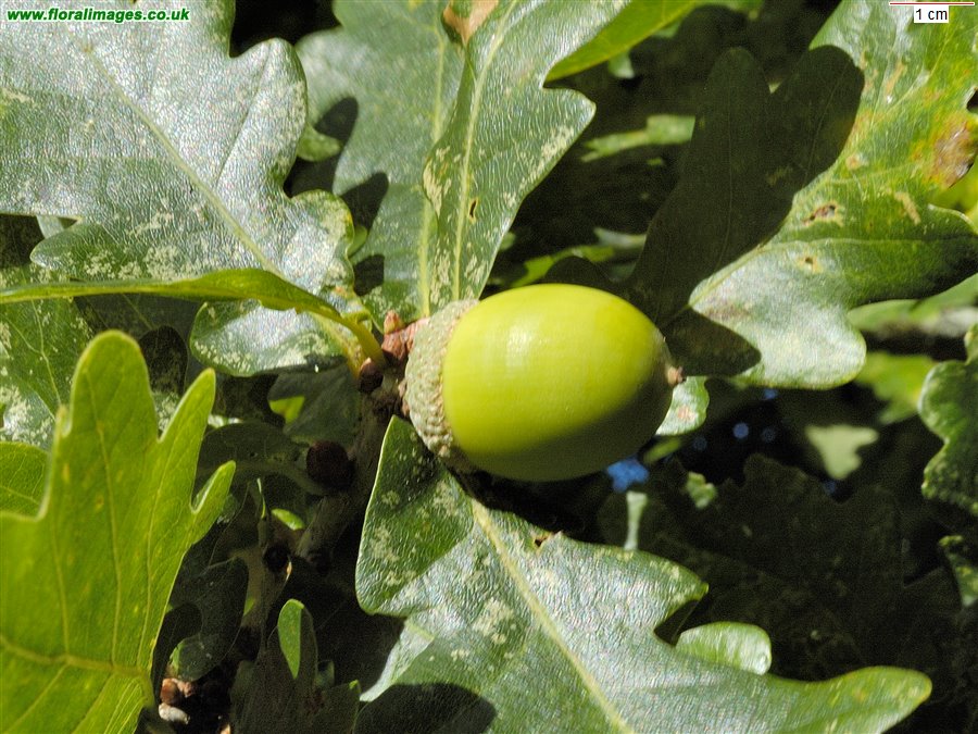 Quercus x rosacea