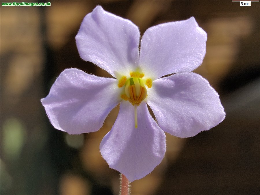 Ramonda myconi