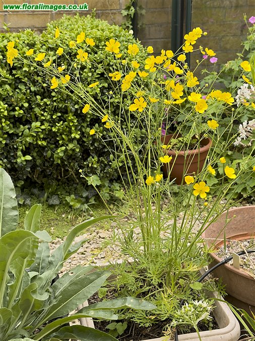 Ranunculus acris