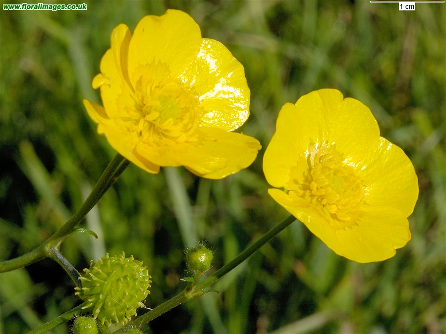 Ranunculus acris