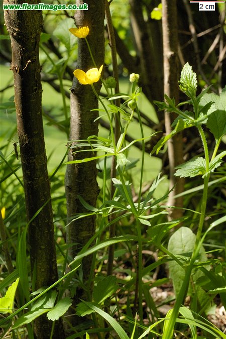 Ranunculus auricomus