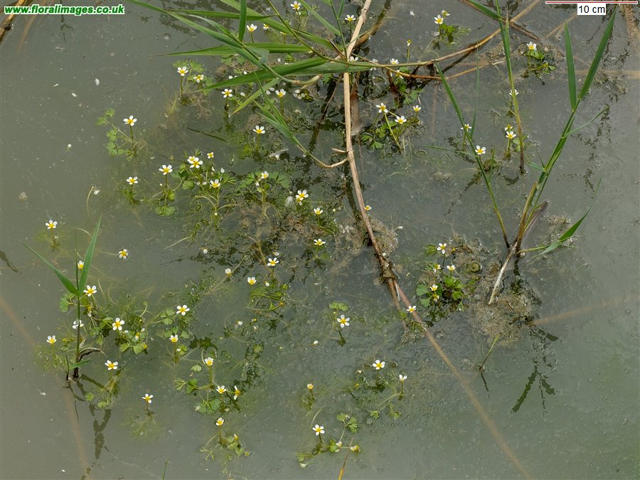 Ranunculus baudotii