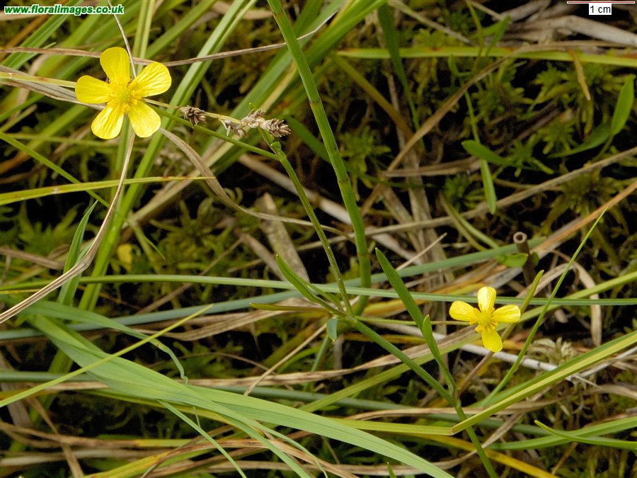 Ranunculus flammula