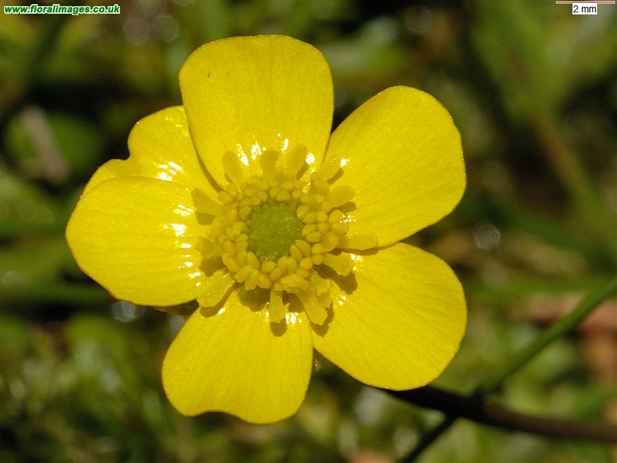 Ranunculus flammula