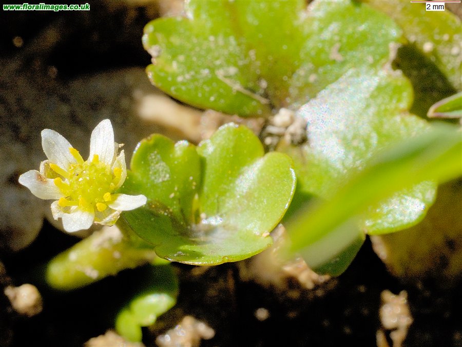 Ranunculus hederaceus