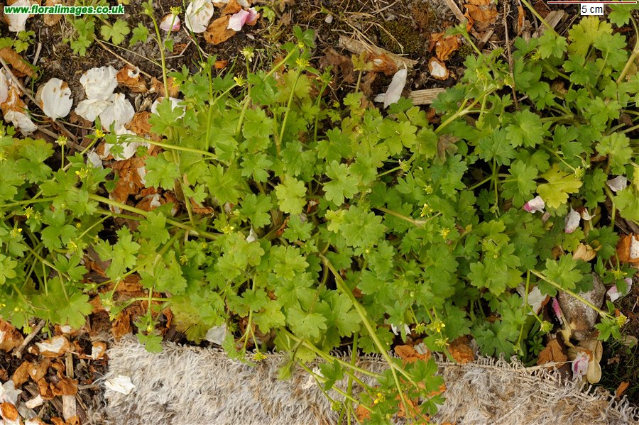 Ranunculus parviflorus