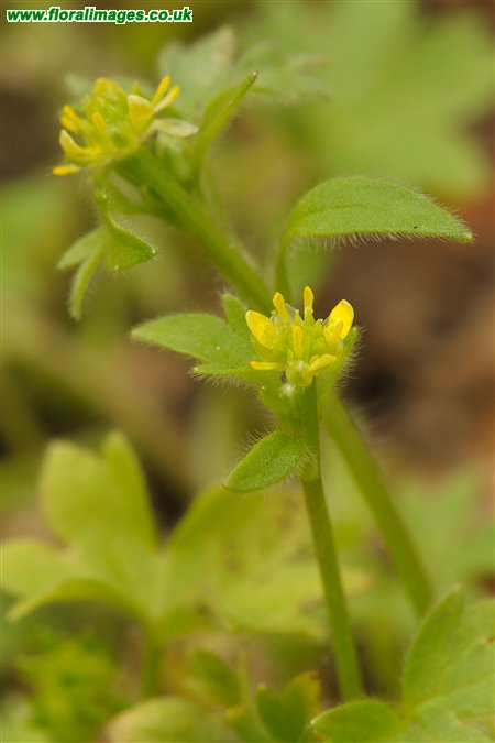 Ranunculus parviflorus