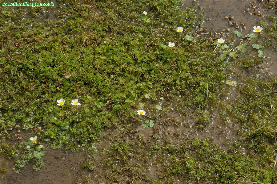 Ranunculus peltatus