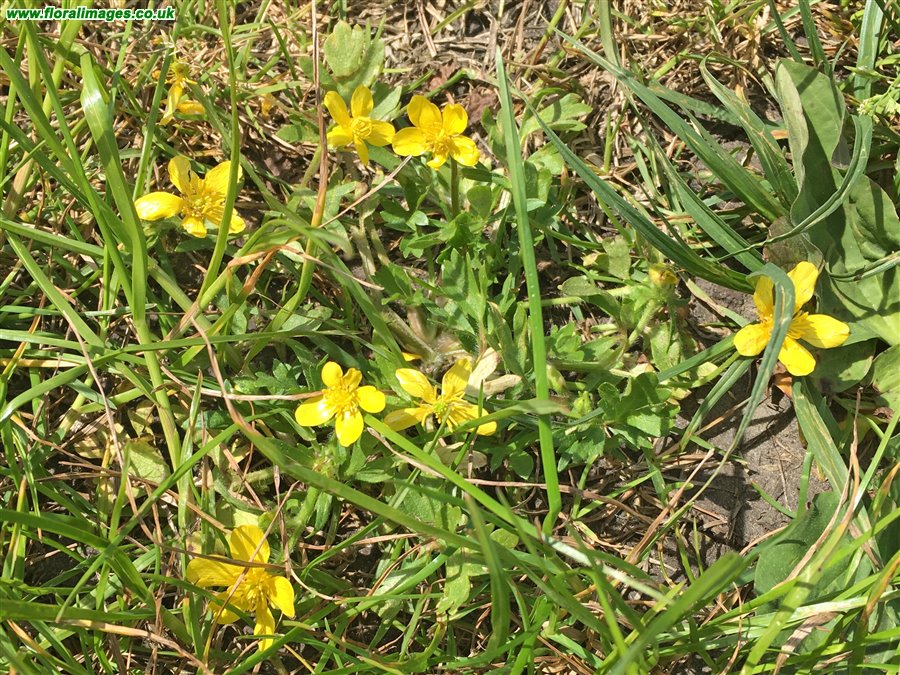 Ranunculus sardous