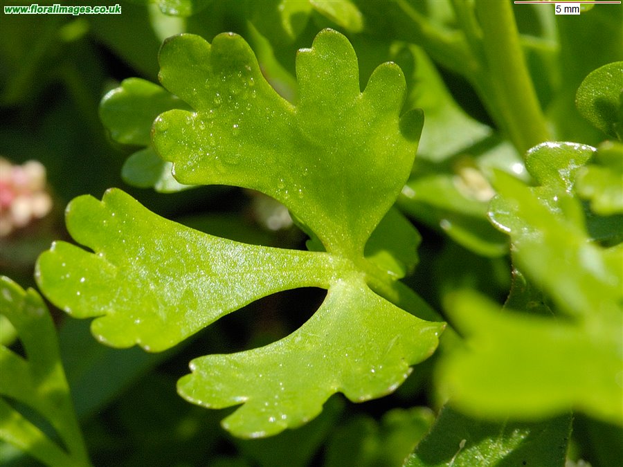 Ranunculus sceleratus