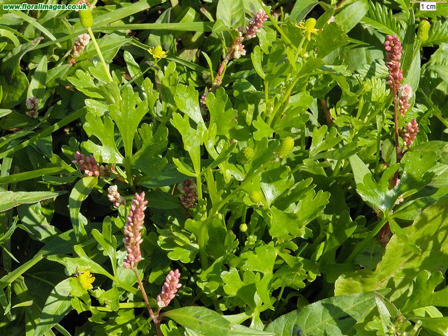 Ranunculus sceleratus