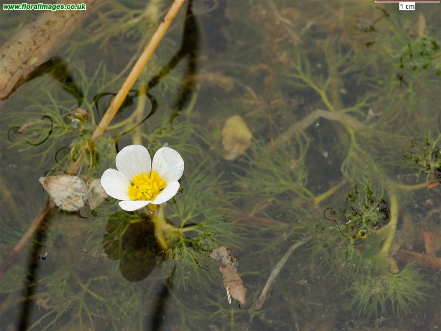 Ranunculus trichophyllus