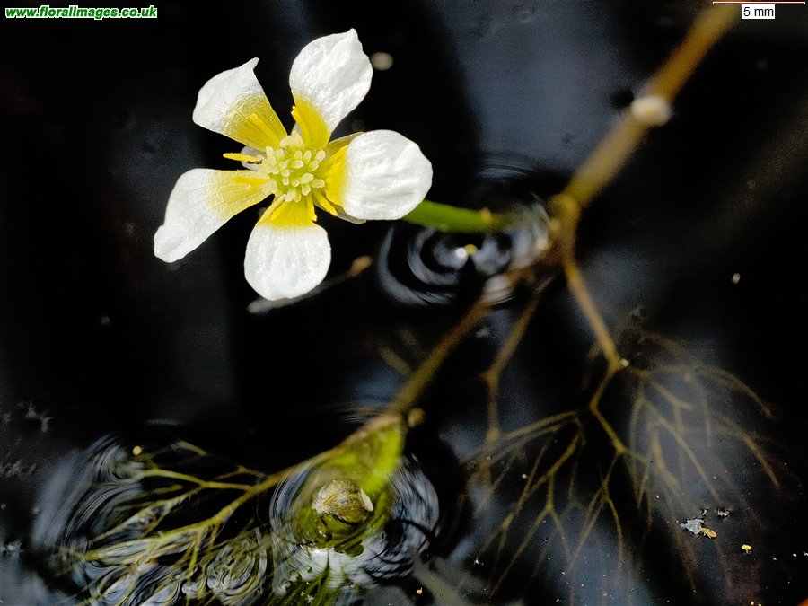 Ranunculus trichophyllus
