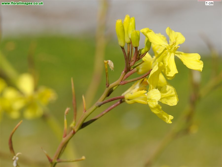 Raphanus raphanistrum