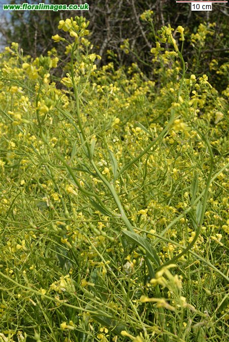 Raphanus raphanistrum