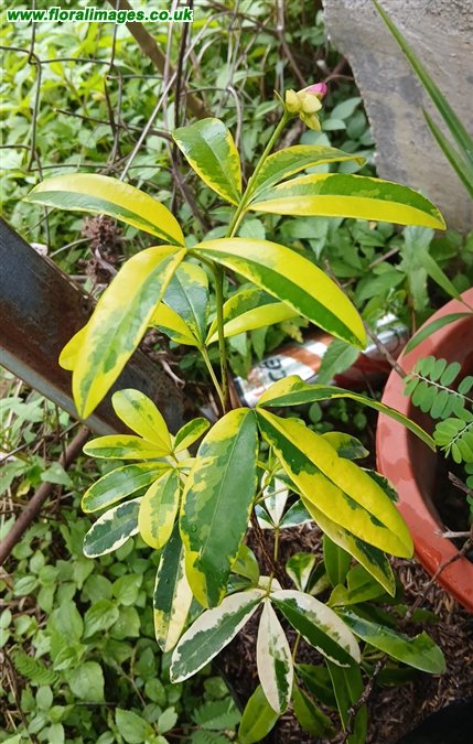 Ravenia spectabilis