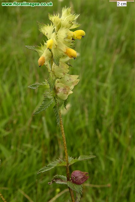 Rhinanthus angustifolius
