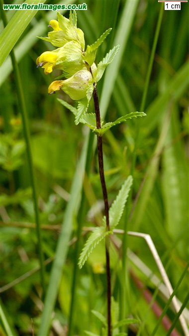 Rhinanthus minor