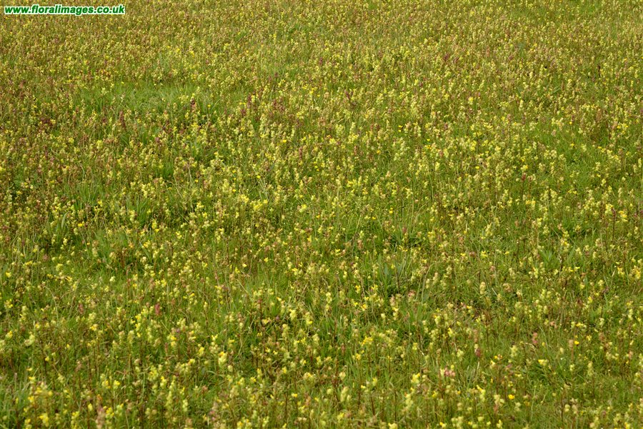 Rhinanthus minor