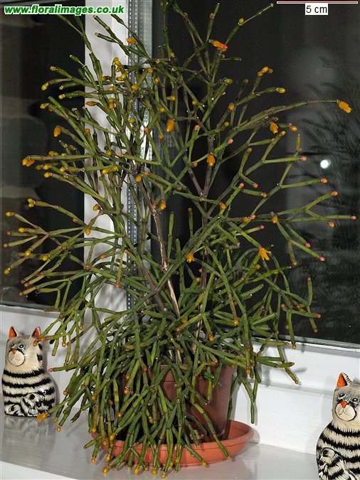 Rhipsalis salicornioides