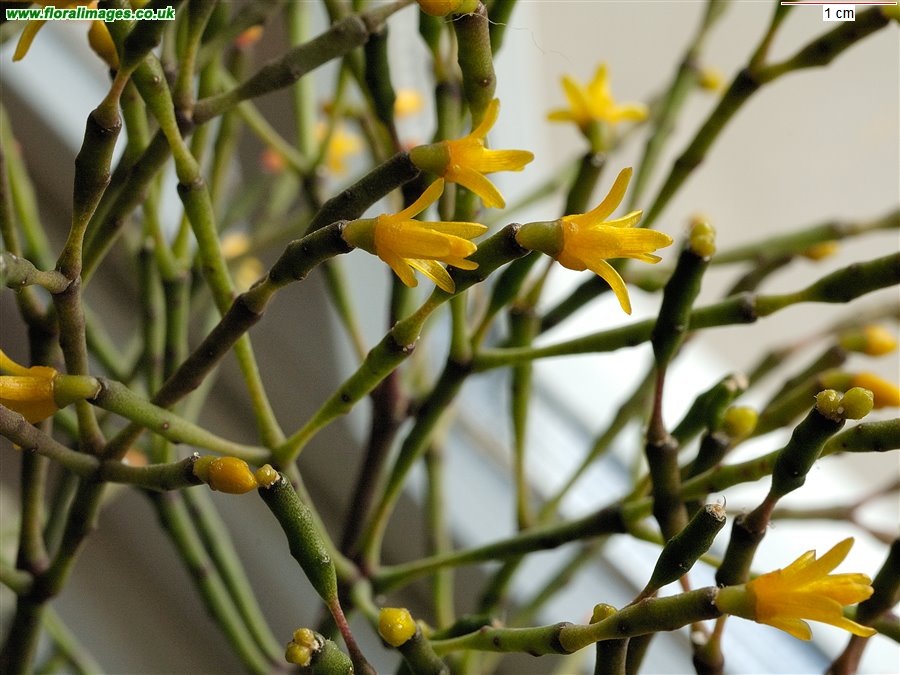 Rhipsalis salicornioides