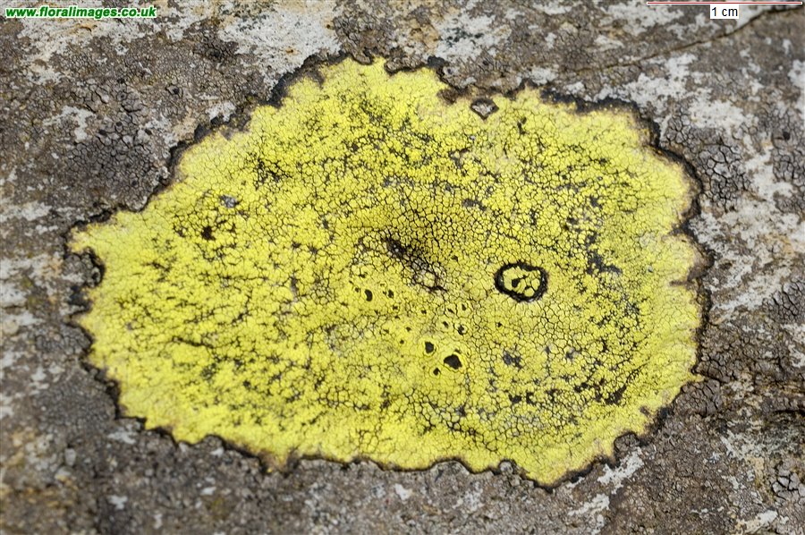 Rhizocarpon geographicum