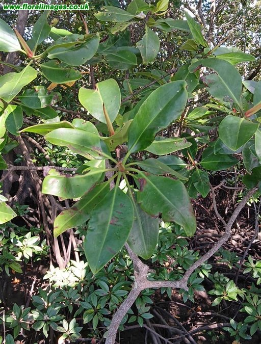Rhizophora mangle