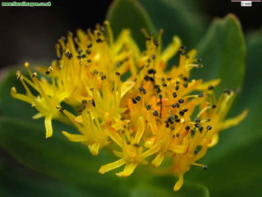 Rhodiola rosea