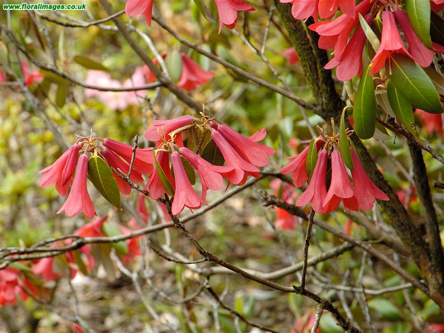 Rhododendron cinnibarinum