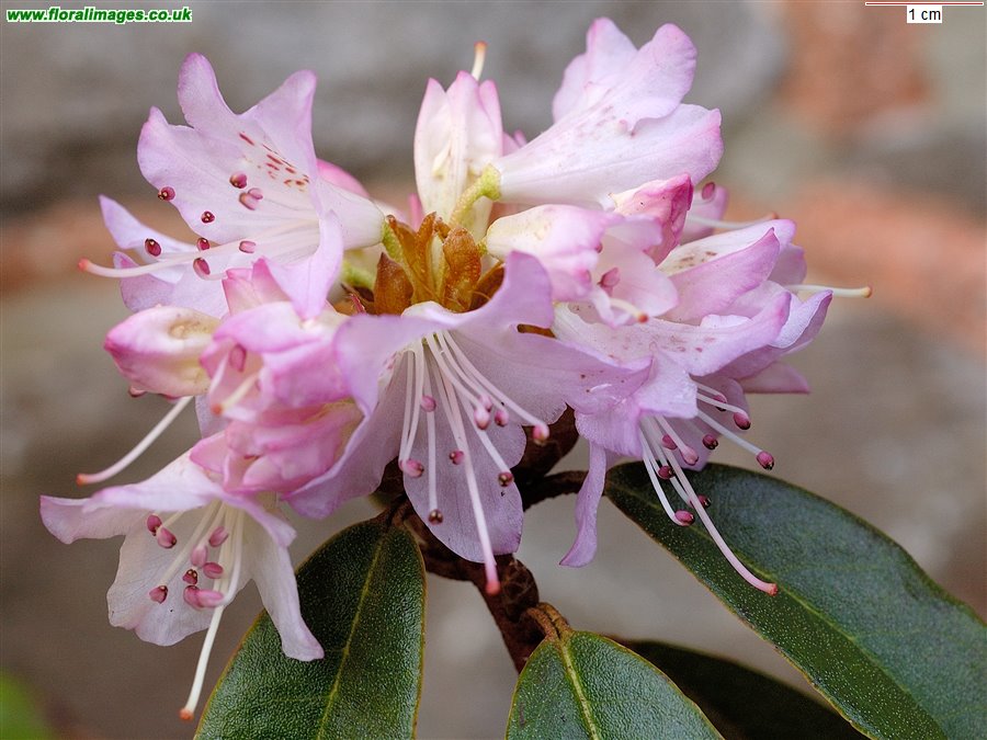 Rhododendron racemosum