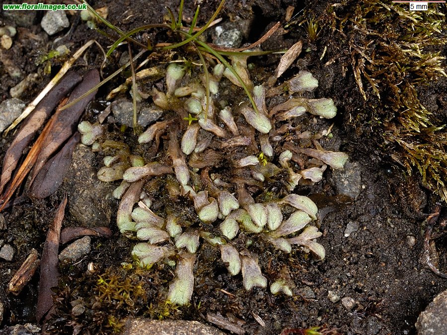 Riccia beyrichiana