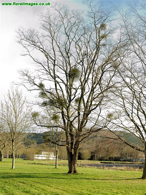 Robinia pseudoacacia