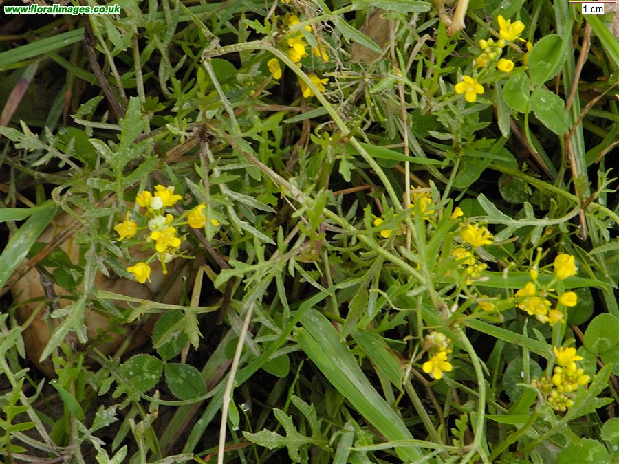Rorippa sylvestris