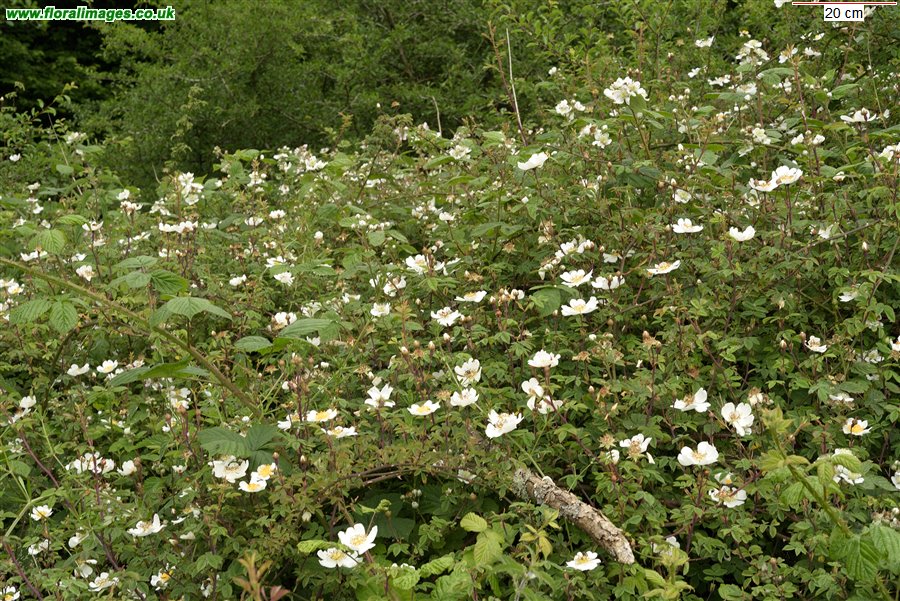 Rosa arvensis, picture 3 of 6